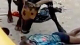 Yikes: Man killed by a bull and still gets dragged around