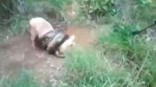 Two farmers save their Pig from getting eaten by an Anaconda