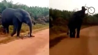 Man on a bicycle gets attacked by elephant in Africa