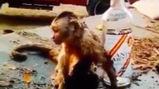 Monkey passes out after stealing alcohol and drinking it