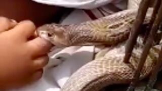 Young child killed by a Cobra in India (Snake still injecting venom)