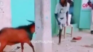 One legged man gets violated by a goat in Haiti