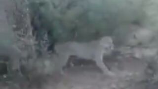 Two dogs and a man armed with a knife kill a lioness!