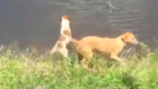 Girl gets her dog eaten by a Crocodile after taking him for a walk by the river