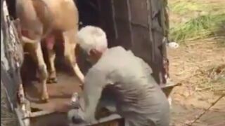 Old man gets kicked in his chest by a cow!