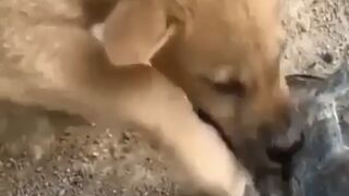 Dog gets it’s paw stuck in a turtles mouth ????‍♂️