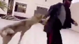 Man gets attacked by a dog with aftermath ????