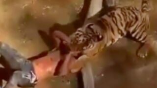 Man gets mauled by a tiger!