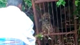 Man pays the price for teasing a leopard in india!