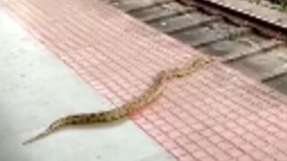 Snake commits suicide by train!