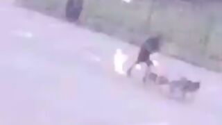 Man gets stuck by lightning while walking his dogs! ⚡️