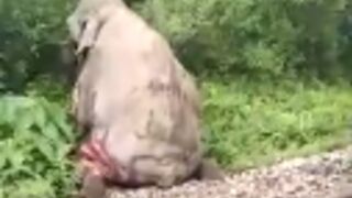 Elephant remains in critical condition after getting hit by a train!