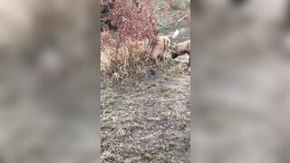 Three flower dogs tore a poor rabbit