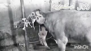 Execution of buffaloes and cows