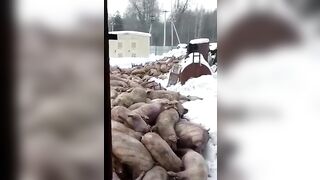 1500 pigs died on a pig farm in Russia