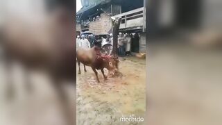 His skill in decapitating bulls is poor