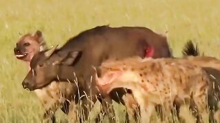 The hyenas are eating the intestines of a live bison