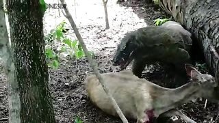 Gore animal video- Komodo dragon eats a pregnant deer