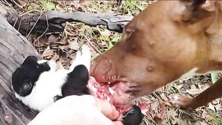 Gore animal - A dog is eating a smaller dog