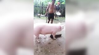 Animal gore video - man beheading pig