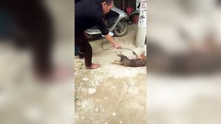 Chinese man is burning a dog alive
