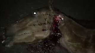 Gore animal video - a horse has been in an accident