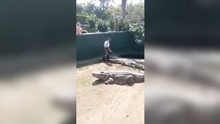 Shocking video recording presents 16ft monster crocodile attacking zookee