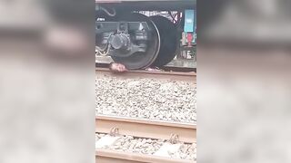 Lifeless dude's scalp rides under train tires