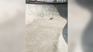 A skater rescuing a wild bunny from a pool.