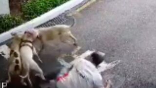 Dog owner is mauled while trying to save his dog from being attacked by Pitbulls - Curitiba, Brazil