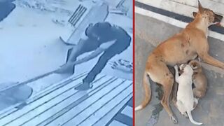 Man kills a dog with a metal pipe for no reason - India