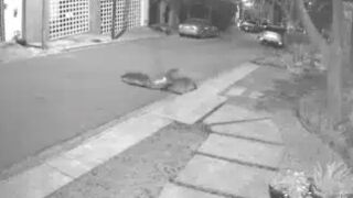 CCTV captures a pack of coyotes killing Jack Russell Terrier dog - Mexico