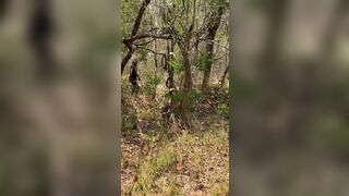 Creepy Scene In Cambodian Woods