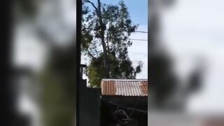 Trees Hate People In Argentina