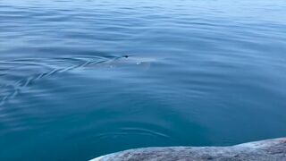 Florida: Great White Shark Comes Face-to-Face With Boaters