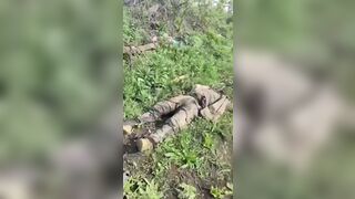 Ukrainian soldiers in an advanced state of decomposition