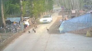 Driver deliberately runs over group of ducks - China