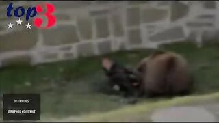 Bear attack at zoo