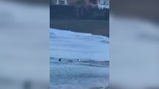 Sharks seen in Spain beaches