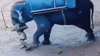 Elephant brutally tramples and man to death - Nileshwaram, India