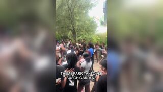 Fight at Busch Gardens Tampa Bay