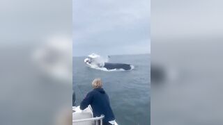 Whale lands on boat