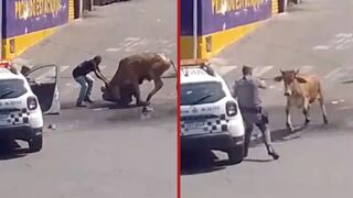 Ox is shot dead in the middle of the street after advancing on police officers - Mauá, Brazil