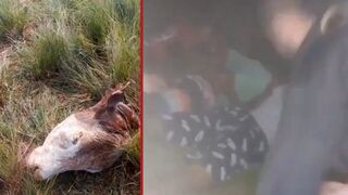 3 teens get whipped by farmer after they were caught killing, and attempting to steal his cattle - Brazil