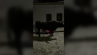 Man Killed by Bull In Portugal