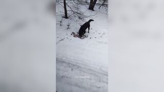 Ukrainian canine enhoying a good treat