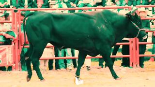 Mexican bullfighters cruelly stomped