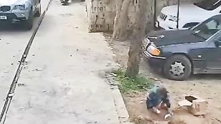 Dog attack on a child. Video. China.