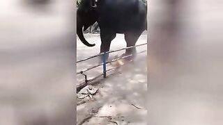 Elephant tramples teenager to death at zoo