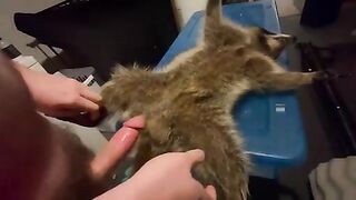 Sex with a corpse of a raccoon. Necrozoophilia